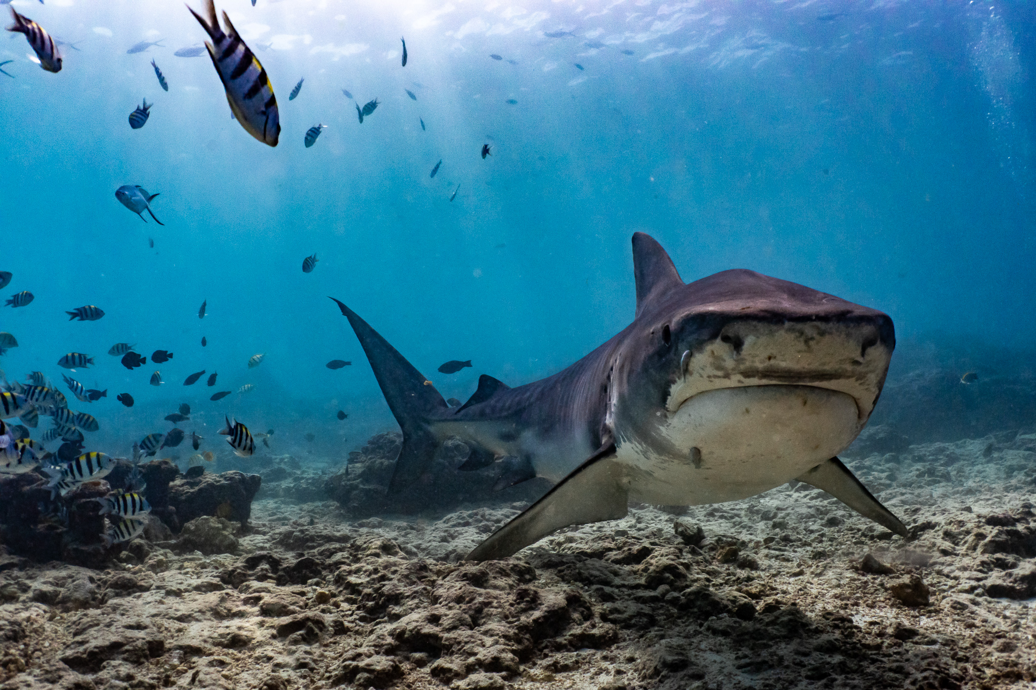 Viajes internacionales con Oceania Buceo